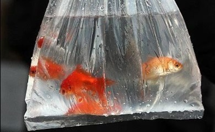 ماهی قرمز عضوی غیر همخوان با نوروز باستانی