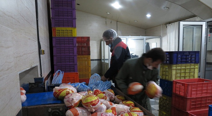 دلالان گوشت مرغ در البرز دستگیر شدند