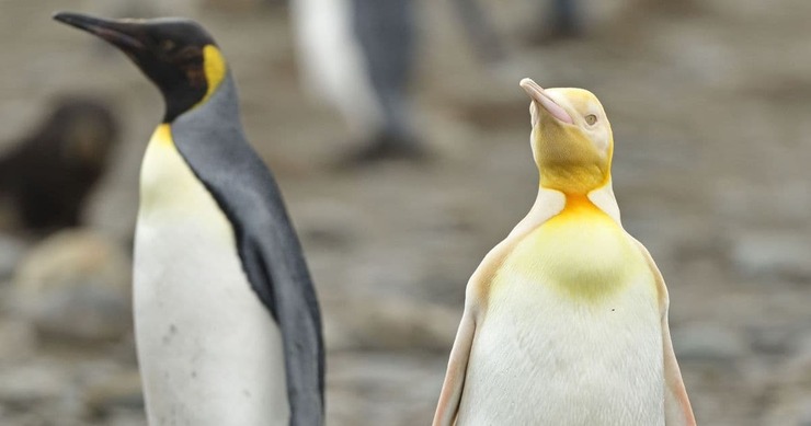 عکس| پنگوئن زرد نادر