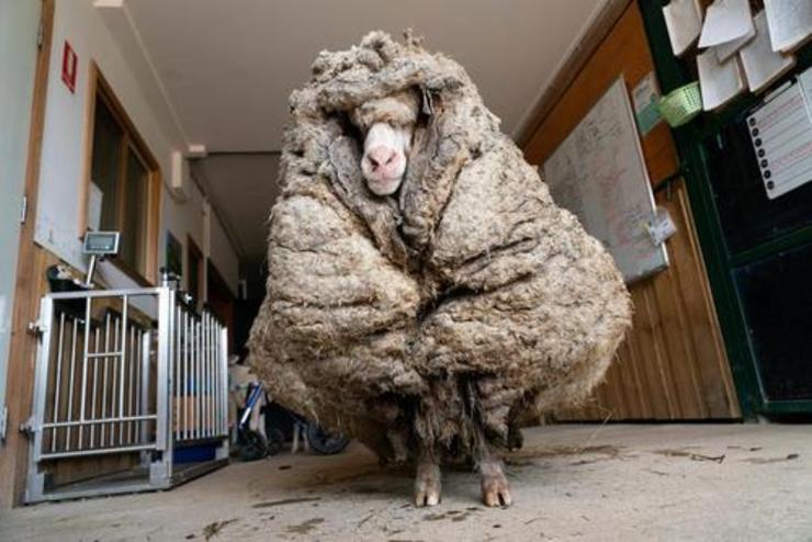 تصاویر| گوسفندی با ۳۴ کیلو پشم