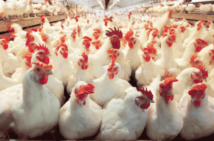 احتمال ایجاد بحران در بازار نوروزی مرغ / مرغداری‌ها دان ندارند