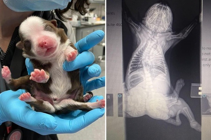 عکس| توله سگی که با ۶ پا به دنیا آمد