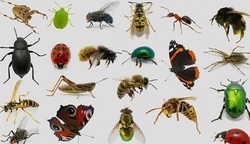 یک ویروس شناس: حشرات ناقل نه اما عامل جابه‌جایی کرونا هستند