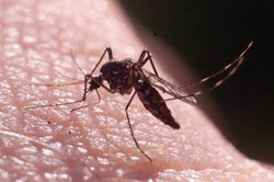 آیا مگس‌ها، پشه‌ها یا حشرات دیگر ویروس کرونا را منتقل می‌کنند؟
