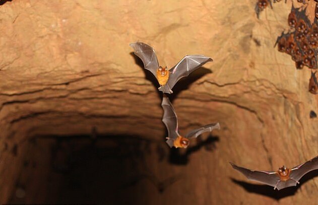 کشف ۴ گونه خفاش مرتبط با خفاشی که عامل کرونا بود+عکس