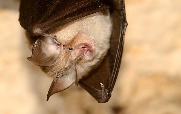 کشف ۴ گونه خفاش مرتبط با خفاشی که عامل کرونا بود+عکس