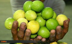 تصمیمات مهم برای تنظیم بازار لیمو/ محموله ۵ هزارتنی لیموترش در راه ایران