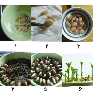 میوه ای که به راحتی درون گلدان می توان کاشت میوه ای که به راحتی درون گلدان می توان کاشت