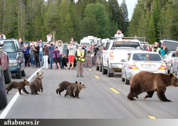 عکس| قدم زدن پیرترین خرس گریزلی با فرزندان‌اش وسط جاده