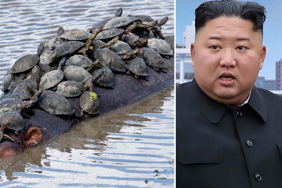 حکومت کره شمالی خطاب به مردم: برنج و گوشت نیست، لاک‌پشت بخورید!