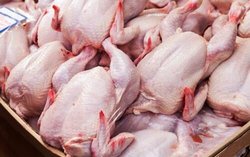 ۵۰۰۰ تن مرغ از محل ذخایر به بازار عرضه می‌شود