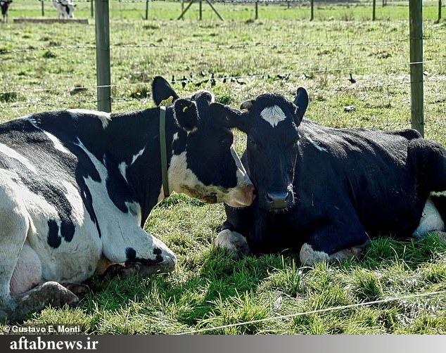 کشف رازهای جدید درباره گاوها کشف رازهای جدید درباره گاوها