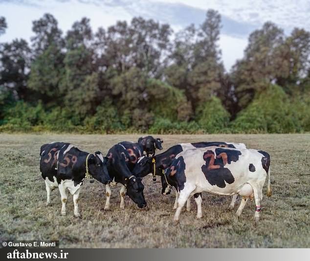 کشف رازهای جدید درباره گاوها کشف رازهای جدید درباره گاوها