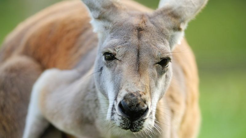 واقعیت‌های حیرت‌آور درباره افراد چپ دست