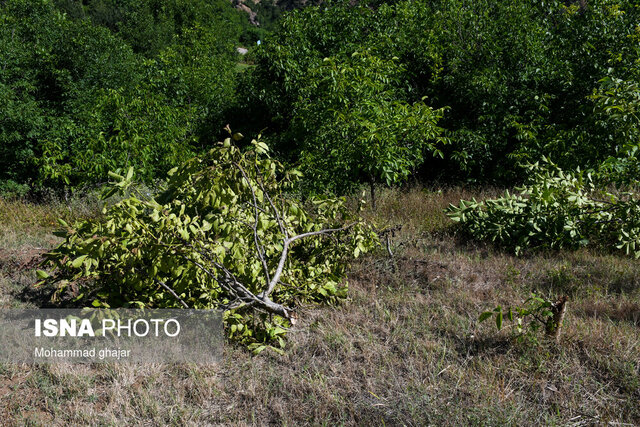 پشت پرده قطع شبانه ۳۰۰۰ نهال