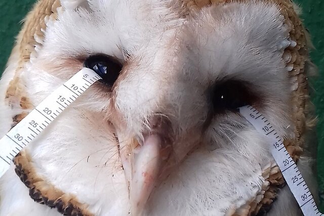 عکس| درمان خشکی چشم با اشک تمساح!