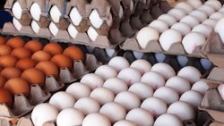 افزایش چشمگیر قیمت تخم مرغ