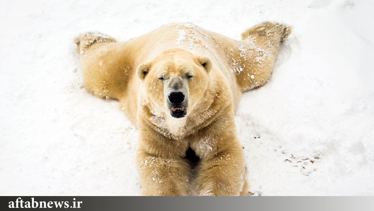 عکس| فوت پیرترین خرس قطبی بریتانیا