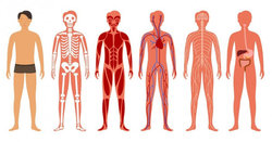 گوگل برای بدن انسان 