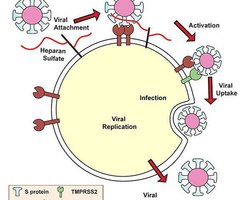 استفاده ویروس کووید-۱۹ از هپاران سولفات برای ورود به درون سلول‌ها