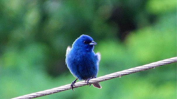 چرا آبی و سبز درخشانترین رنگها در طبیعت هستند؟ چرا آبی و سبز درخشانترین رنگها در طبیعت هستند؟