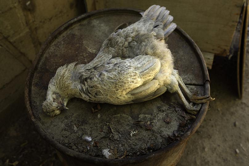 عکس| بزرگترین پروژه معدن طلای جهان متوقف شد عکس| بزرگترین پروژه معدن طلای جهان متوقف شد
