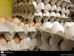 دلیل گرانتر بودن تخم مرغ های قهوه ای را ببینید