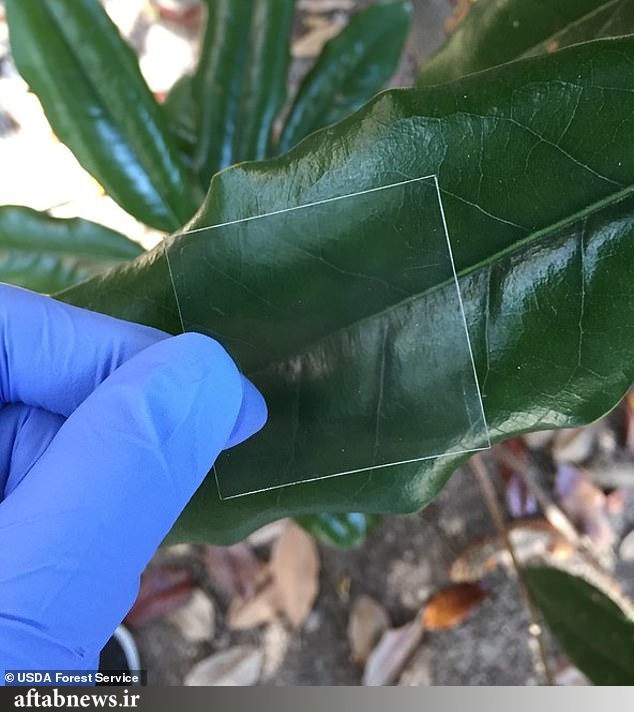 عکس| چوب شفاف، جایگزین شیشه می‌شود