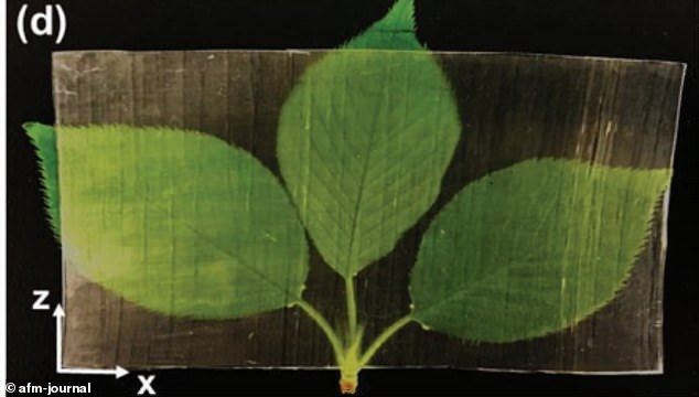 عکس| کشف دانشمندان؛ چوب شفاف، جایگزین شیشه می‌شود