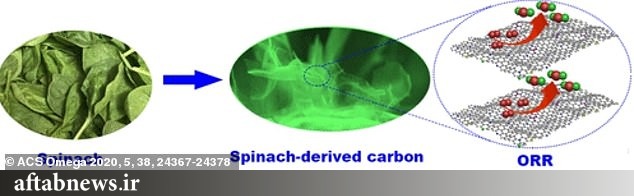 تصاویر| کشف جدید دانشمندان درباره اسفناج؛ دریافت انرژی برای خودروهای برقی و تجهیزات نظامی
