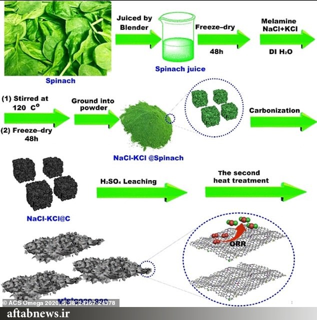 تصاویر| کشف جدید دانشمندان درباره اسفناج؛ دریافت انرژی برای خودروهای برقی و تجهیزات نظامی