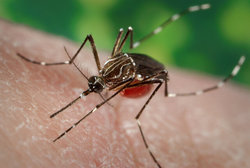 بینش‌های جدیدی در مورد تاثیر مالاریا بر سیستم ایمنی بدن