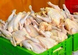 همه چیز گران شده چرا مرغ گران نشود؟