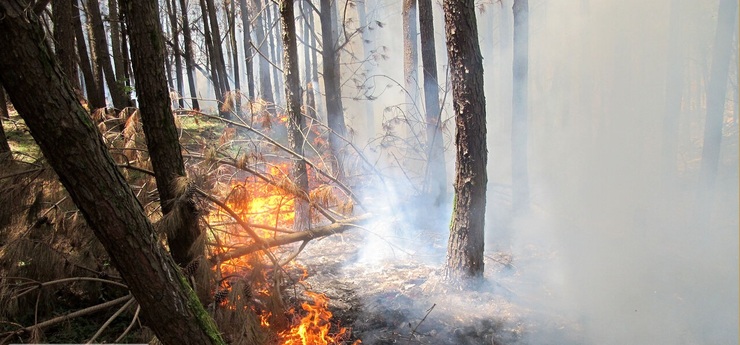 وزش باد عامل گسترش آتش در جنگل توسکستان
