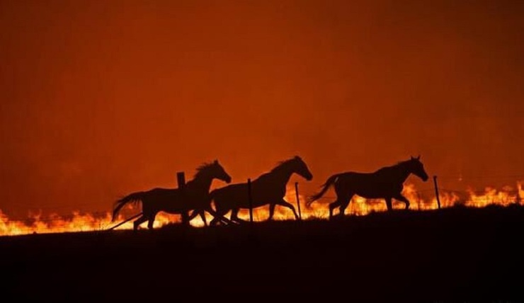 آتش، اسب‌های وحشی جنگل توسکستان را فراری داد