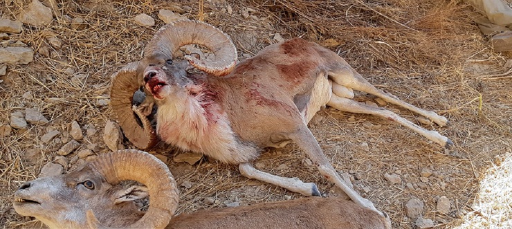 تصاویر| بازداشت یک شکارچی در کلات/ ببیند چه بلایی سر حیوانات آورده بود