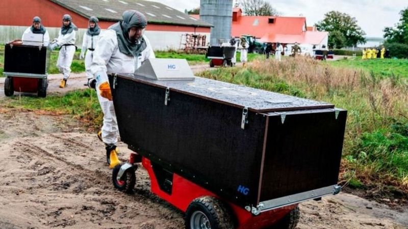 ویروس جهش یافته کرونا؛ «خوشه پنج» چیست؟