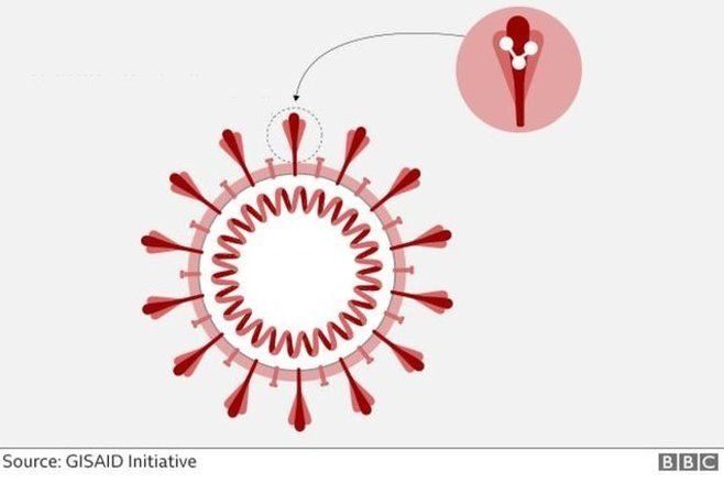 ویروس جهش یافته کرونا؛ «خوشه پنج» چیست؟