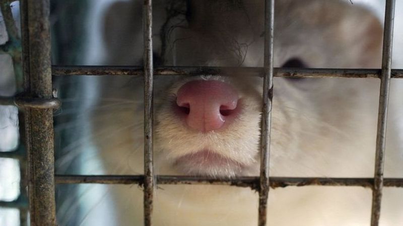 ویروس جهش یافته کرونا؛ «خوشه پنج» چیست؟