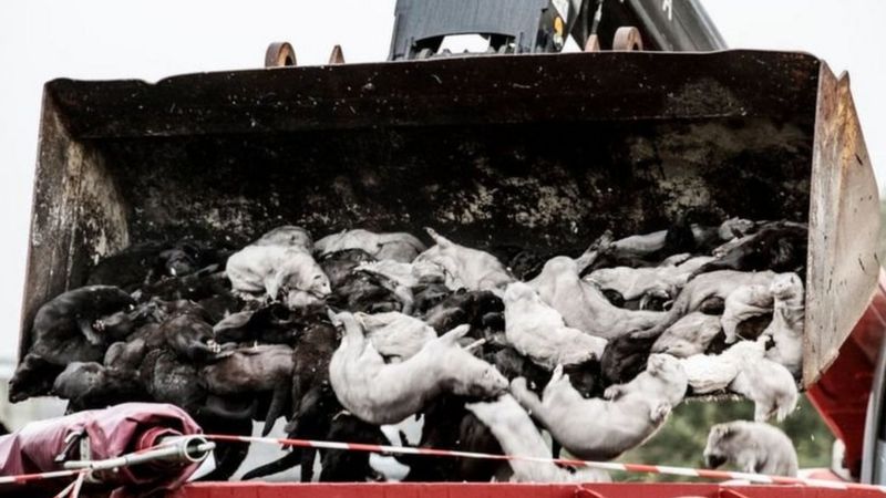 ویروس جهش یافته کرونا؛ «خوشه پنج» چیست؟