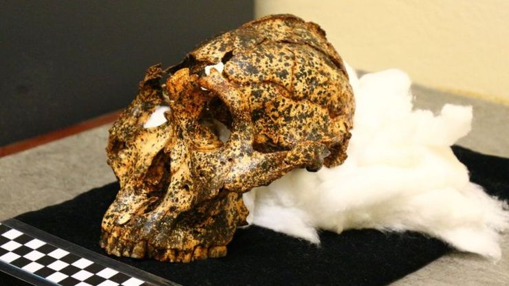 عکس| جمجمه ۲ میلیون ساله عموزاده اجداد انسان پیدا شد