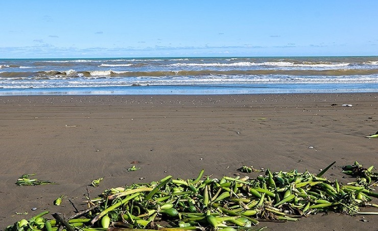 تصاویر| ساحل خزر در محاصره گیاه مهاجم سنبل آبی