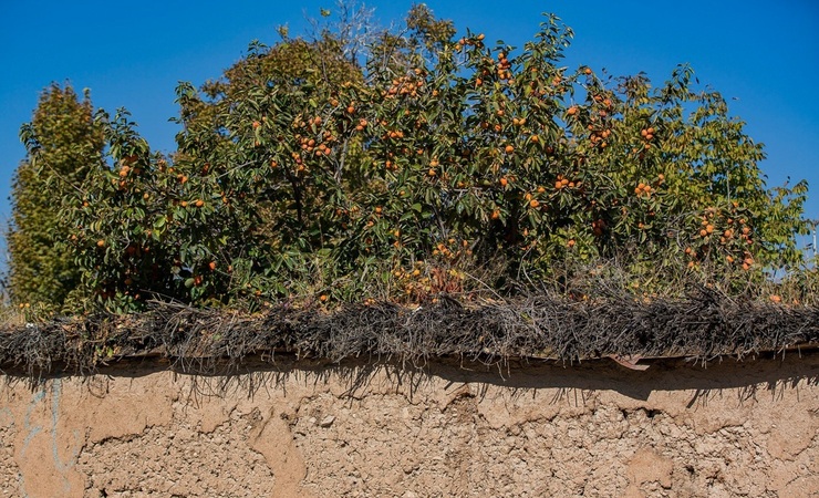 تصاویر| درختان خرمالوی کوچه باغ‌های شیراز