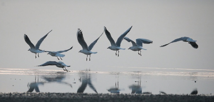 تصاویر| فرود پرندگان مهاجر در تالاب «آق گل»