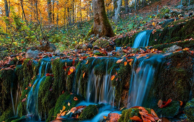 تصاویر| طبیعت بی‌نظیر پاییزی جنگل راش مازندران