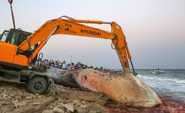 تصاویر| مرگ نهنگ به گل نشسته در جزیره کیش