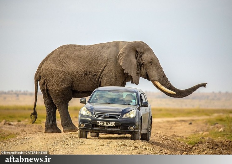 تصاویر| فرار خودرو از حمله فیل خشمگین
