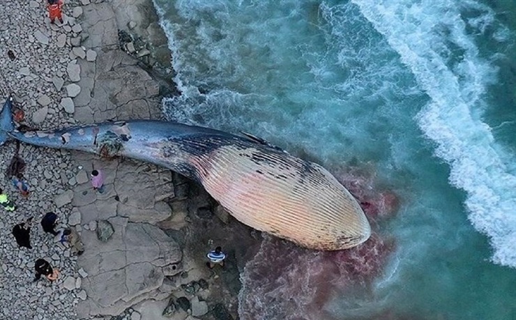 نامه فعالان محیط زیست به کلانتری درباره تلف شدن نهنگ‌ها