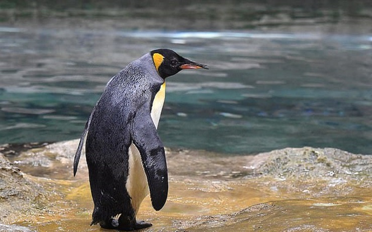عکس| مسن‌ترین پنگوئن جهان درگذشت