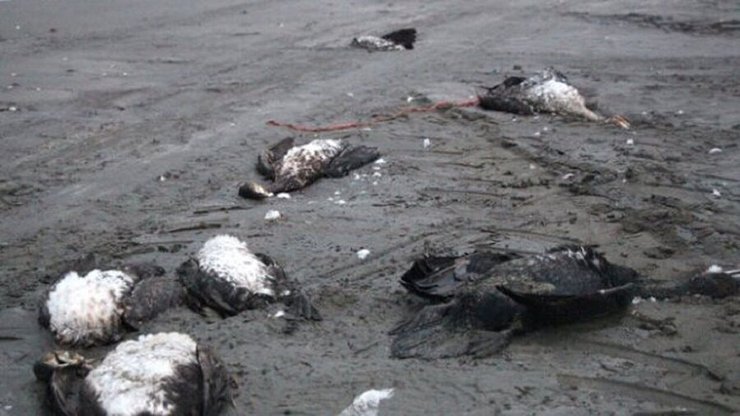 مرگ مشکوک مرغان دریایی در ساحل بابلسر / هشدار برای آنفلوآنزای فوق حاد پرندگان